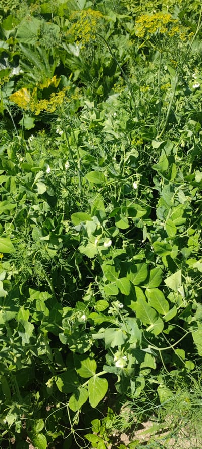 The image depicts a dense, sunlit patch of garden vegetation in Пацейкаўскі сельскі Савет, Belarus. The primary subjects are lush green pea plants with scattered small white flowers and delicate, feathery dill fronds. The pea plants exhibit large, compound leaves and curling tendrils, suggesting active growth. In the background, broader, possibly squash or zucchini, leaves are visible, some with a yellow tinge. The overall impression is one of a thriving, somewhat unkempt garden bed bathed in bright daylight, with shadows cast by the foliage indicating a high sun angle. No people or animals are present in the frame. The ground beneath the vegetation appears to be soil.