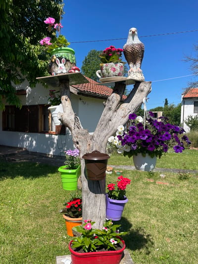 The image depicts an outdoor decorative display of potted plants and ceramic figurines arranged on a weathered wooden tree-like structure. The structure is centrally located in a grassy yard in front of a white house with a tiled roof.
The display features several levels. On the top shelf, a green pot with pink flowers sits next to a ceramic rabbit figurine. Beside it, a teacup-shaped planter holds pink flowers, and a large ceramic eagle figurine stands prominently.
Further down the wooden structure, various colored pots hold different flowering plants. A white pot with cascading purple and white petunias hangs from a hook. Below this, a bright green pot contains purple flowers, a brown birdhouse-shaped object is affixed to the trunk, and a bright purple pot holds red flowers. Near the base, an orange pot contains red flowers, and a red planter at the very bottom holds pink and white flowers.
The background shows the white house with brown-shuttered windows, a green lawn, and a clear blue sky. Trees and other greenery are visible in the periphery. The overall scene suggests a garden or yard decoration in a residential setting. The image was taken in Slivnitsa, Bulgaria.