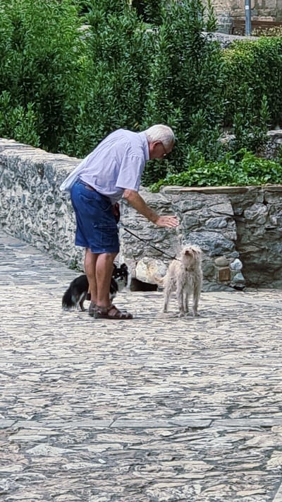 An older Caucasian man with graying hair and glasses, wearing a light purple short-sleeved shirt and blue denim shorts, is bending over to interact with two dogs on a cobblestone path in Camprodon, Spain. One dog, a black and white terrier mix, stands between the man's legs. The other dog, a light-colored, scruffy terrier, is standing a short distance away, facing the man. The man's right hand is extended towards the light-colored dog. Behind the man, a low stone wall is visible, topped with lush green foliage. The background also shows a stone building facade. The scene appears to be outdoors on a bright day.