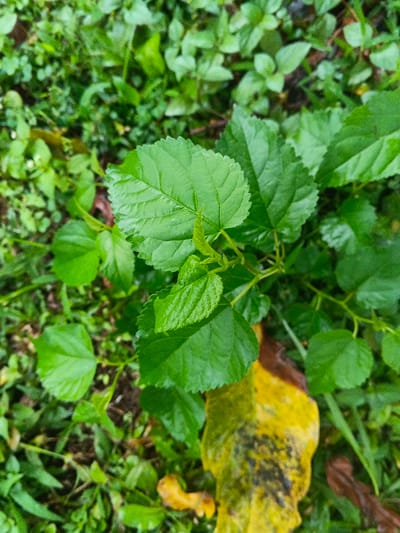 A close-up, high-angle view depicts a cluster of vibrant green leaves, likely belonging to a young plant or shrub, situated in Tapaiteng Uesa, Bhutan. The central subject comprises multiple broad, oval to heart-shaped leaves with distinct serrated margins and visible venation. The leaves exhibit a glossy sheen, suggesting a damp surface. Newer, lighter green leaves and sprouts are visible emerging from the central stem structure. The immediate background is rendered in a soft focus, revealing a dense proliferation of other green foliage and ground cover, suggesting a natural, vegetated environment. In the lower right quadrant of the image, a blurred patch of organic matter, predominantly yellow with darker brown or black discoloration, lies on the ground. No individuals or animals are present. No specific actions or interactions are depicted beyond natural plant growth. The environment appears verdant and moist.