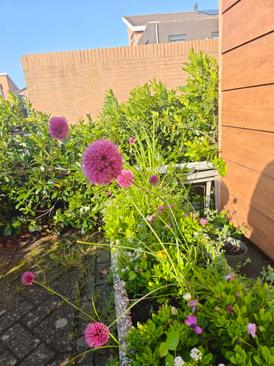 In the city of Nieuw-Vennep, Netherlands, a garden scene is depicted bathed in bright sunlight under a clear blue sky. The foreground features a paved walkway with scattered grass. Several bright pink allium flowers are prominently displayed, some in focus and others softly blurred, along with smaller pink and white flowers. Lush green foliage forms a dense backdrop, with a brick wall visible in the mid-ground. To the right, a section of a wooden fence or wall with horizontal planks stands, casting a shadow. In the background, buildings with brick and tiled roofs are visible. There are no people or animals present in the image. The scene captures a vibrant garden in bloom, suggesting a well-maintained outdoor space.
