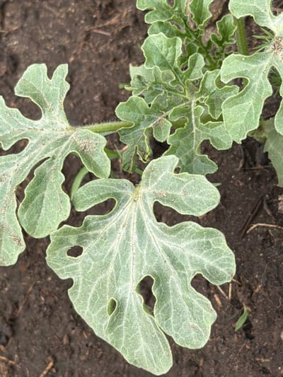 A close-up, high-angle shot shows the leaves of a young watermelon plant growing in dark soil. The leaves are a light green color and have a lobed shape with serrated edges. Some of the leaves have small holes in them. The soil is rich and dark, with some small pebbles and organic matter visible. The background is blurred, but appears to be more of the same dark soil and some dry grass. This image is likely taken outdoors, possibly in a garden or farm setting.