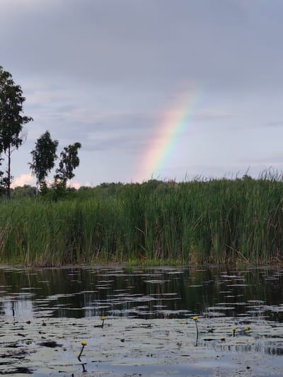 A rainbow arcs across a cloudy sky above a body of water. The water is covered in lily pads and yellow water lilies. Tall reeds line the far bank of the water, and trees are visible behind the reeds. The scene appears to be in Kosachivka, Ukraine.