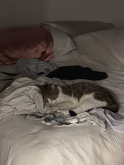 A tabby and white cat is sleeping on a rumpled bed. The bed is covered with a white, textured comforter and various piles of clothing in shades of gray, white, and a pink satin pillow is partially visible on the left side of the frame. A black garment, possibly a sock or sleeve, is also visible on the bed. The lighting suggests it is nighttime or a dimly lit room. This scene is located in Laval, Canada.