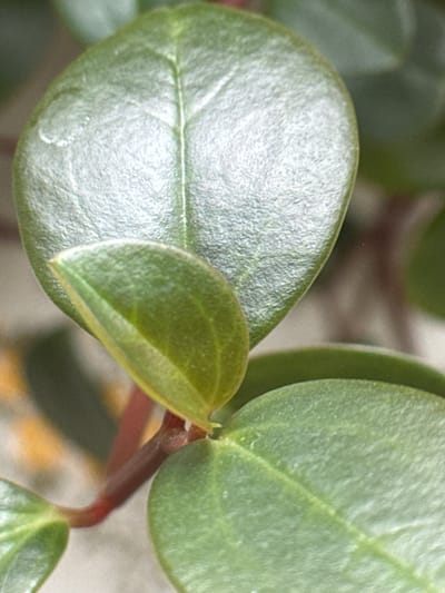 The image shows a close-up of a plant with thick, rounded green leaves and reddish stems. The leaves have a slightly textured surface. A small water droplet is visible on the surface of the large leaf to the left. The leaves appear healthy and well-hydrated. No people, objects, or actions other than the plant's growth are apparent in the image. The environment is out of focus, but appears to be indoors. The location of Novo-Nikol'skoe, Russia, is not discernible from the image.