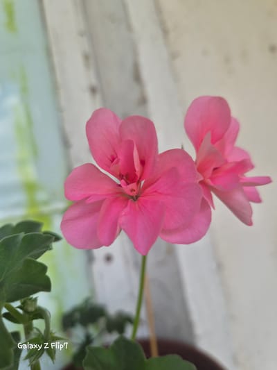 Two pink flowers are in focus in the foreground, with green leaves visible on the left. The background is blurred and shows vertical lines, suggesting a window or blinds. The words "Galaxy Z Flip7" are watermarked in the lower left corner, indicating the image was taken with a Samsung Galaxy Z Flip 7 phone. The image is not located in Kalipetrovo, Bulgaria.