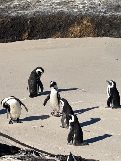 The image depicts a group of African penguins on a sandy beach in Simon's Town, South Africa. The penguins are standing on the beach and the shadows from the penguins fall onto the sand. There is also some rock and water to the left of the beach.