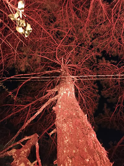 This image presents a nocturnal, low-angle perspective looking upwards into the canopy of a large pine tree in Dalat, Vietnam. The scene is dominated by a pervasive reddish artificial illumination that bathes the tree's prominent trunk and extensive network of branches. The rough-textured trunk of the pine tree occupies the right side of the frame, extending upwards. Numerous bare branches, appearing stark red due to the lighting, crisscross against a dark, unlit night sky, interspersed with clusters of dark green pine needles. In the upper left quadrant, a cluster of broad green leaves is visible, distinctly illuminated by a separate, brighter, possibly white light source, contrasting with the red environment. Two thin, horizontal utility wires stretch across the mid-section of the image, passing through the tree's branches. No individuals, animals, or direct interactions are present. The environment is clearly nighttime, characterized by specific artificial lighting.