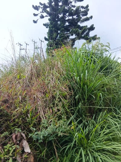 The scene is an outdoor environment in Koipa, Papua New Guinea, under an overcast sky. The foreground and midground are covered by dense, untamed vegetation, primarily tall grasses and weeds. The growth on the right is vibrantly green, while the vegetation to the left appears drier with reddish-brown stalks. In the upper right quadrant, a tall, dark green conifer-like tree with a distinctive tiered branching pattern is visible against the light gray sky. To the left of the tree and behind the foreground vegetation, a line of at least three weathered wooden utility poles with crossarms and overhead wires extends horizontally. No individuals, animals, vehicles, or discernible human structures beyond the utility infrastructure are present.