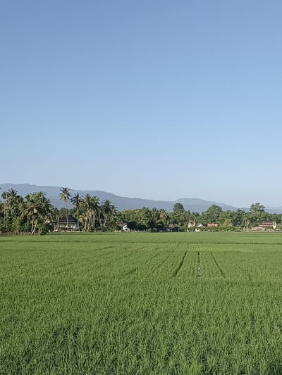 The image depicts a vast, vibrant green rice paddy field under a clear blue sky. The field stretches from the foreground towards a distant treeline dotted with palm trees and several houses, suggesting a rural or semi-rural setting. In the background, a range of low, hazy mountains forms a natural horizon. The rice plants appear to be young and healthy, indicating a potentially fertile agricultural area. The scene is tranquil and bathed in natural light, likely taken during the daytime. There are no people or animals visible in the frame. The overall impression is one of natural beauty and agricultural productivity.