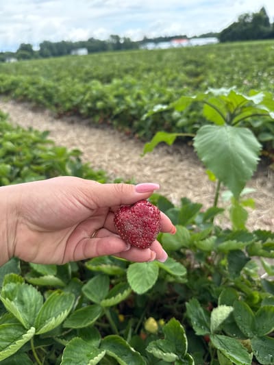 In Laval, Canada, a close-up shot focuses on a hand holding a ripe strawberry in a strawberry field. The hand, with its pink polished nails and a silver ring on the ring finger, cradles the red fruit. The strawberry is textured with visible seeds and a slightly irregular shape. The background reveals rows of lush green strawberry plants, with a pathway of light brown material running between them. In the distance, a vast expanse of greenery stretches towards a hazy horizon, with hints of trees and structures. The sky above is overcast with soft, white clouds.