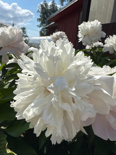 This is a close-up, eye-level, vertical shot of several white peonies in bloom, with a shallow depth of field. The main subject is a large, fully bloomed peony in the foreground, its petals ruffled and layered, creating a sense of volume. Sunlight casts shadows across its surface, highlighting the texture. To the left, a partially visible peony with lighter pink undertones is in focus. In the background, more white peonies are visible, some out of focus. The environment appears to be a garden, with dark green foliage surrounding the flowers. A portion of a rustic, dark red wooden building with a dark trim is visible in the upper right, along with a blurry fence. Above, a bright blue sky with white, puffy clouds and some silhouetted trees and power lines are present. The overall impression is of a sunny day in a garden setting, likely in a residential area of Chudovo, Russia, given the presence of typical dacha (summer house) architecture. There are no people or animals visible in the image.