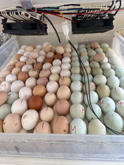 The scene depicts an internal view of an egg incubator located in Breznitsa, Bulgaria. A clear, rectangular plastic container, likely the base of the incubator, is filled with an estimated one hundred to one hundred and fifty chicken eggs of various shades, including white, cream, light brown, dark brown, pale blue, and light green. Many of the eggs bear red markings, predominantly single vertical lines and the letter "M".
Above the eggs, two small, black, square-shaped cooling fans are mounted to the underside of an overhead panel or lid. A network of multi-colored electrical wires (red, yellow, black, green, blue) is connected to these fans and other unseen components, partially secured. A white plastic electrical connector is visible among the wires, and a thin black wire descends into the egg-filled container, likely a temperature or humidity sensor. Condensation droplets are visible on the inner surface of the clear plastic lid or surrounding structure of the container, indicating a controlled humid environment. No individuals are present in the image.