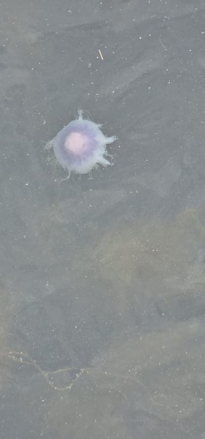 An isolated, translucent jellyfish with a pale pink central bell and wispy white tentacles floats in shallow, murky water. The water surface reflects a muted gray sky and a dark seabed. The surrounding environment appears to be a natural body of water, possibly a shoreline or shallow bay. The scene is devoid of human presence. The image was taken in Volda, Norway.