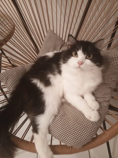 A medium-haired black and white cat with yellow eyes is resting on a checkered cushion on a wicker chair. The cat is positioned on its side, facing the camera. The chair has a distinctive radial design with thin wooden spokes. The background appears to be a wall with vertical lines. The setting is indoors, with soft lighting. There is no indication of location within the city of Ruwan Eliya, Sri Lanka.
