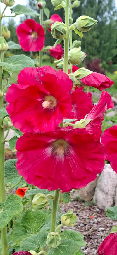 This media file is a close-up, horizontal shot of several bright pink hollyhock flowers and their buds. The hollyhocks are in full bloom, with large, ruffled petals and prominent stamens. Some buds are still tightly closed, while others are beginning to unfurl. The flowers and buds are attached to thick, green, fuzzy stems. The background is a mix of green foliage, a blurred stone structure, and a patch of ground covered in small stones and mulch. There is also a small, out-of-focus red flower in the mid-ground.
The image appears to be taken outdoors during the daytime. The lighting suggests it's a sunny day, with no harsh shadows. The lush greenery indicates a natural setting, likely a garden or a wild area. The presence of hollyhocks suggests a temperate climate and a time of year when these flowers are in bloom, typically summer. There is no visible text in the image. The overall impression is one of natural beauty and vibrant color, characteristic of a garden in bloom. The location context of Pihali, Estonia, further supports the impression of a garden setting in a region known for its gardens and natural landscapes.