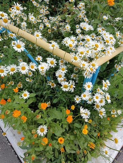 The image shows a patch of daisies and orange calendula flowers growing in front of a yellow and blue metal structure, possibly a fence or part of playground equipment. The flowers are in bloom and appear healthy. Green foliage surrounds the flowers and the metal structure. The ground in the foreground appears to be asphalt and a concrete curb. The scene is likely an outdoor public space in Miasskoye, Russia. There are no people or animals visible in the image.