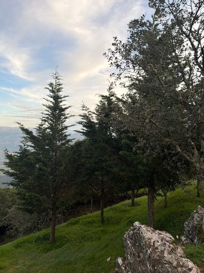 The image depicts an elevated natural landscape within the city of Peso da Régua, Portugal, under a sky exhibiting light blue patches interspersed with elongated white cirrus clouds. A steep, verdant green hillside, densely covered in grass, occupies the mid-ground and foreground. Multiple trees are present on this slope; several tall, dark green coniferous trees with pointed crowns dominate the left and central portions of the frame, extending upwards towards the sky. On the far right, a mature, possibly deciduous tree with a textured, lichen-covered trunk and branches is partially visible. In the lower right foreground, large, irregular rock formations exhibiting patches of moss and light-colored lichen are present. The distant background, visible on the far left horizon, reveals hazy blue-green mountain ranges or terraced agricultural formations. No individuals, explicit actions, or man-made structures are immediately visible within the primary scene.