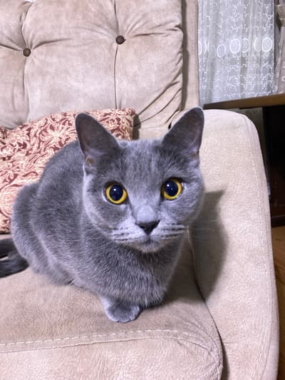 A medium shot captures a gray cat with bright yellow eyes sitting on a beige tufted sofa. The cat is facing the camera, looking directly at the viewer. Its body is mostly visible, with its front paws tucked underneath. A patterned pillow in shades of red and tan is positioned behind the cat on the sofa. To the right of the cat, a sheer white curtain with a delicate floral pattern is visible. The environment suggests an indoor setting, likely a living room. The specific location within Kocasinan, Turkey, is not determinable from the visual information provided.