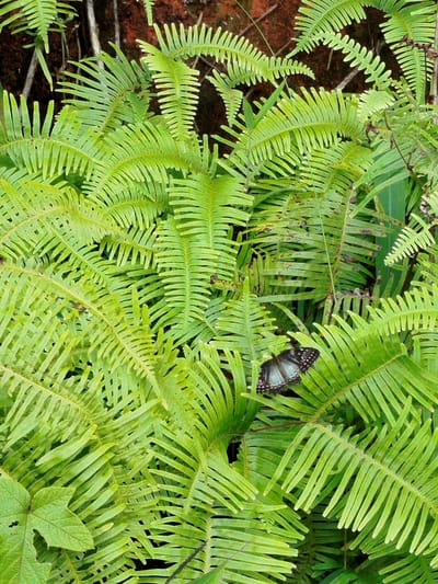 A butterfly with blue and black patterned wings rests on a lush green fern in a natural environment, likely a forest or garden, in Cam Ly, Da Lat, Vietnam. The fern fronds are dense and vibrant, with some showing slight browning, suggesting a natural, outdoor setting. The background consists of dark, indistinct foliage and tree trunks, further emphasizing the natural surroundings. The lighting is soft, indicating a possibly overcast day or shaded area.