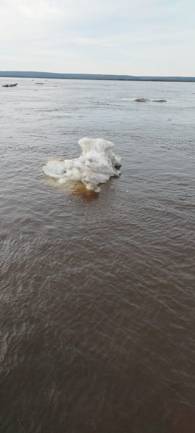 A wide shot of an unnamed river running through Mokhsogollokh, Russia, shows several ice floes in the murky water. The largest floe is in the foreground, and its bottom edge is tinged brown by the water. Smaller floes are further away and to the left and right. The distant shore is densely forested, and the sky is overcast. The color of the water is dark, due to sediment.