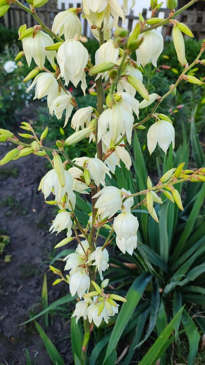 The image displays a close-up, horizontal shot of a flowering plant, likely a yucca, with numerous white, bell-shaped flowers. The flowers are on a thick, green stem that extends diagonally across the frame from the left to the right. Some of the flowers are fully open, revealing their delicate white petals, while others are still in bud form, appearing as elongated green pods. Small, green sepals are visible at the base of the flowers and buds. The stem is also adorned with tiny, green, pointed leaves.
In the background, a large, spiky plant with long, dark green leaves is out of focus, suggesting a garden setting. The ground beneath the plants is dark and appears to be soil or mulch, with some lighter patches and scattered green foliage. A blurred white fence-like structure is visible on the far left, partially obscuring some of the foreground greenery. The lighting suggests it is daytime, possibly late afternoon, with soft light illuminating the flowers. The overall impression is one of natural beauty and a serene outdoor environment. There is no visible text in the image. The location context provided is Zhytomyr, Ukraine.