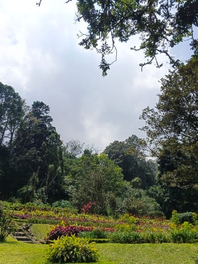 A verdant scene features a tiered garden bursting with colorful blooms. Steps ascend amidst lush greenery. Towering trees frame the view, their leaves partially obscuring a cloudy sky above. The foliage appears dense and varied, creating a rich, natural tapestry. The overall impression is one of tranquility and natural beauty.