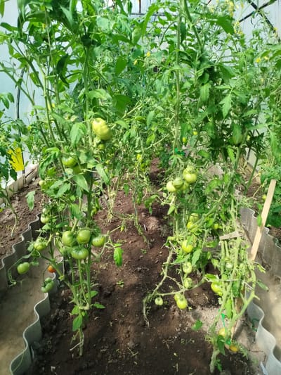 The image shows a greenhouse with rows of tomato plants. The plants are lush and green, with many developing tomatoes visible. Some of the tomatoes are still green, while a few are beginning to ripen to a reddish-orange color. The plants are supported by stakes and strings. The soil in the greenhouse is dark and appears to be well-maintained. The overall impression is one of a productive garden. The image was taken in the city of Shoy-Shudumary, Russia.
