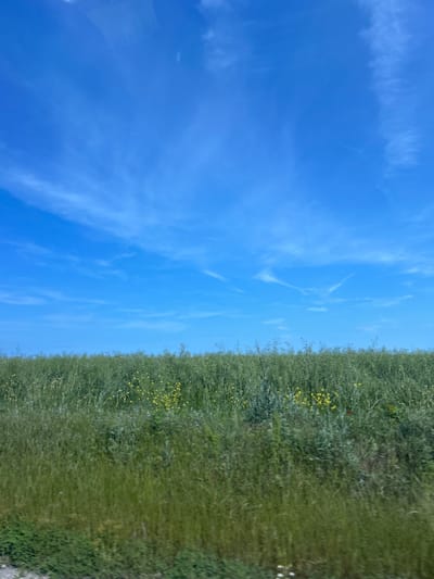 The image presents a serene outdoor landscape, horizontally divided into a vast blue sky and a verdant field. The upper half of the frame is dominated by a bright, clear blue sky, featuring sparse, wispy white clouds that stretch across it, characteristic of cirrus formations, indicating fair weather.

The lower half of the image shows a dense field of green vegetation. This field consists of various grasses and leafy plants, displaying a rich texture and different shades of green. Numerous small yellow flowers are scattered throughout the foliage, particularly visible in the mid-ground, adding vibrant spots of color to the green expanse. The vegetation appears somewhat uniform, suggesting an open meadow or uncultivated land.

The scene is captured during daytime, under bright sunlight, given the vivid colors and clear illumination. No specific activity or event is taking place. The overall impression is one of natural tranquility and spaciousness, set in an open natural environment. The location context indicates this scene is in Kichevo, Bulgaria. There is no visible text in the image.