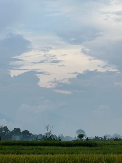 The image captures a landscape in Singakerta, Indonesia, under a cloudy sky. To the right, a field of ripening rice plants, transitioning from green to yellow, is visible. Beyond the field, there is a lush, forested area with various trees, including what appears to be banana trees. A dead tree stands out amidst the vegetation. The sky is predominantly filled with clouds, some lighter in color, possibly indicating sunlight, while others are darker, suggesting overcast conditions. The overall atmosphere is somewhat hazy or misty.