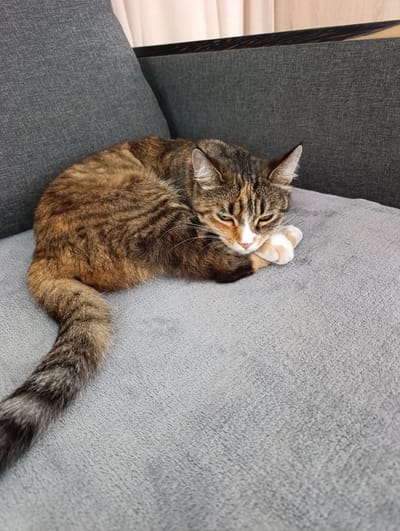 A tortoiseshell cat is curled up asleep on a gray couch. The cat's fur is a mix of brown, black, and orange with white paws and chest. Its eyes are closed and its paws are tucked under its chin. The couch appears to be in a living room, with a part of a window and curtains visible in the background. The scene is well-lit and the focus is on the sleeping cat. The image does not provide any information about the location in the city of Samar, Ukraine.