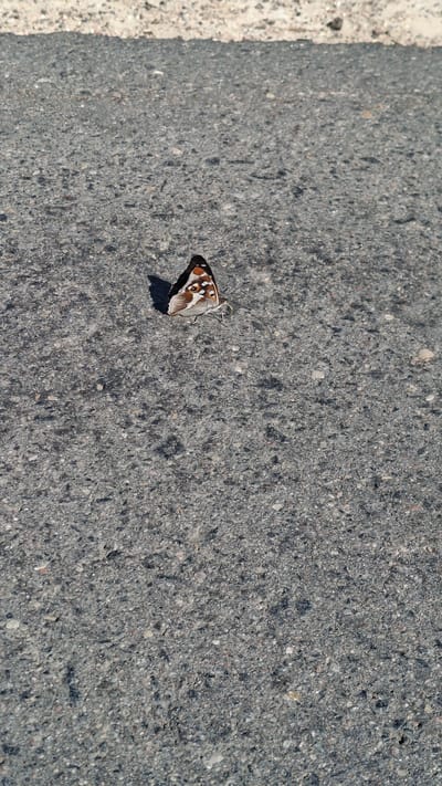 In an outdoor scene, a single butterfly rests on a grey asphalt surface. The butterfly, with wings partly folded, displays brown and white patterns. A shadow is cast to the left of the insect. In the upper portion of the image, a strip of light-colored material, possibly concrete or curb, borders the asphalt. The overall environment appears to be an urban or roadside setting.