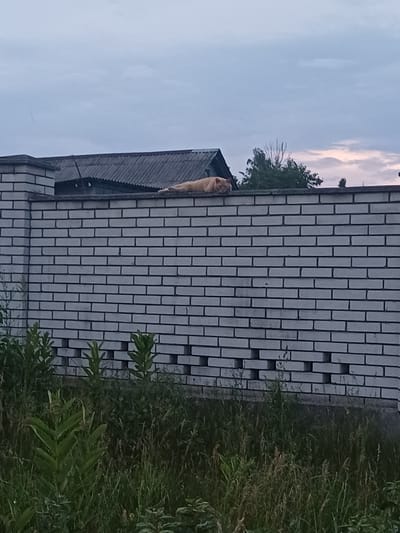 An orange cat is lying on top of a white brick wall. The cat is lying on its side and appears to be sleeping. The wall is about eight feet high and is topped with a concrete cap. Behind the wall, there is a house with a dark gray roof and some trees. The sky is overcast and a pale gray color. The image was taken in Trypillia, Ukraine.