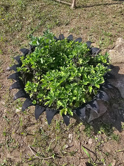 A round plant with bright green leaves is growing in the center of a tire that has been cut and shaped into a decorative border. The tire is black and has a spiky edge. The plant is surrounded by dry, brown soil and sparse green grass. A large, light-colored rock is visible to the right of the plant. The scene appears to be outdoors, possibly in a garden or yard. The image is taken from a slightly elevated angle, looking down on the plant and tire.