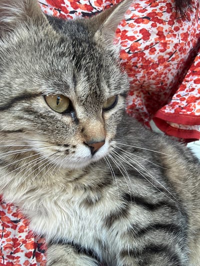 A close-up shot captures a tabby cat lying on a fabric surface patterned with red and white floral designs. The cat has gray and black striped fur, with long white whiskers extending from its face. The cat's eyes are light green and partially open, suggesting a relaxed or drowsy state. The environment does not contain any identifiable features to confirm its location in Mankent, Kazakhstan. The focus is primarily on the cat and the immediate surrounding fabric.