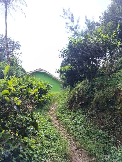 The image depicts an unpaved, overgrown dirt path ascending through dense vegetation towards a light green building in the city of Na Sangkham, Laos. The path, visible in the lower center, is flanked by lush green bushes with broad leaves on the left, and a steep, heavily vegetated earthen bank on the right. The building, positioned on higher ground in the upper-middle background, features a prominent gabled roof with reddish-brown tiles and a light green facade with two small, rectangular white windows. Surrounding the building and throughout the scene are numerous trees and shrubs, including a tall, slender tree with sparse fronds on the far left and various other green foliage. The sky above is bright and overcast. No individuals, animals, or discernible actions are present.