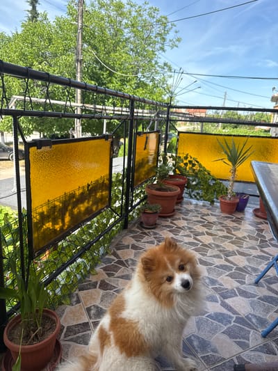 This media file captures a fluffy, medium-sized dog with tan and white fur, looking directly at the camera. The dog appears to be relaxed and in good health.
The scene is an outdoor patio or balcony area, tiled with a mosaic of brown, grey, and cream-colored stones. A black metal railing with decorative elements runs along the edge of the patio, separating it from the exterior. Behind the railing, there are yellow frosted glass panels, and further back, lush green trees and foliage are visible under a bright blue sky with some wispy white clouds, suggesting it's a sunny day.
Several potted plants are scattered around the patio. One larger plant with long, spiky leaves, possibly a yucca, is in a terracotta pot. Other smaller plants in terracotta pots are also present, some showing signs of recent watering and others looking a bit dry. Artificial green ivy is attached to the railing in some sections. In the background, parts of buildings and utility poles are visible.
The overall impression is a serene, domestic setting. The dog's alert yet calm expression, combined with the bright, sunny weather, evokes a sense of peace and contentment. The image appears to be taken from a slightly elevated angle, looking down towards the dog and the patio. There is no visible text in the image.