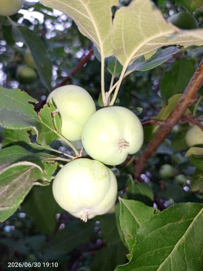 The image shows a close-up of several unripe, light green apples hanging from a tree branch. The apples are round with slight indentations at the top where the stem attaches. Green leaves, some with visible veins and small imperfections, surround the fruit. The background is a blur of green foliage and out-of-focus bokeh lights, suggesting a natural outdoor setting. The overall lighting is soft and diffused, indicating it might be late afternoon or early evening. A timestamp in the lower left corner reads "2026/06/30 19:10". The scene is a detailed view of fruit growing on a tree.