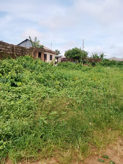 The image depicts an outdoor scene in Orudu-Olokan, Nigeria, characterized by overgrown vegetation and a partially constructed building. A low, rough-hewn brick wall extends from the left side of the frame. Behind the wall, a building with a corrugated metal roof and a beige-painted exterior is visible. It has at least two windows and an open doorway. Banana trees are growing near the building. A power pole with wires stretches across the upper right portion of the image. The foreground is dominated by a thick carpet of green plants and grasses, with some dry, straw-like vegetation interspersed. The ground appears to be sandy or dirt. The sky is partly cloudy.