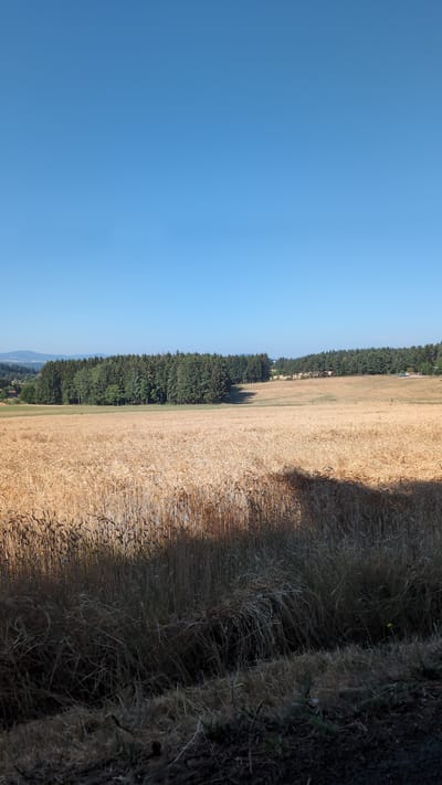 This is a photograph taken from a slightly elevated perspective, looking out over a rural landscape. The sky is a clear, vibrant blue, occupying the top third of the image. Below the sky, a dense line of dark green coniferous trees stretches horizontally across the middle ground.
In front of the tree line, a vast field of ripe wheat, golden-brown in color, dominates the foreground and middle ground. The wheat stalks are tall and appear to be ready for harvest, with the sunlight casting shadows across the field. The lower portion of the image is a darker, more shadowy area with dry grass and some darker foliage, suggesting it may be a roadside or the edge of the field.
The overall impression is one of a peaceful, agricultural scene bathed in sunlight under a clear sky. The image appears to be taken in the countryside of Sainte-Sigolène, France, judging by the context provided. There are no people, animals, or man-made structures visible in the main part of the scene, emphasizing the natural beauty of the landscape.