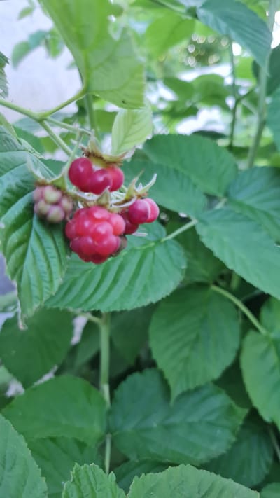 The image is a close-up, outdoor shot of a raspberry bush with ripe red raspberries and green leaves. The focus is on a cluster of raspberries on the left side of the frame, with one larger, fully formed berry in the foreground. Several smaller, partially ripe raspberries are also visible. The background consists of more green leaves, creating a lush, natural setting. The lighting suggests it could be daytime, possibly with some dappled sunlight filtering through the leaves. The setting appears to be a garden or natural landscape, consistent with a location in Salhany, Ukraine, where raspberry bushes are commonly grown. There is no visible text in the image. The overall impression is one of natural beauty and the bounty of the harvest season.