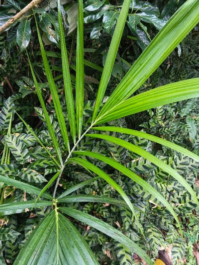 The image displays a close-up view of dense, verdant foliage, located in Tây Ninh, Vietnam. In the foreground, a bright green pinnate frond, likely from a palm species, extends diagonally from the lower left to the upper right. This frond features a central rachis with numerous elongated, slender leaflets radiating outwards, exhibiting parallel venation. The background is densely filled with smaller, broad-leafed plants, characterized by a distinct variegated pattern. These background leaves present alternating bands of dark green and lighter, yellowish-green coloration arranged in a zigzag or chevron motif. No people, animals, or man-made objects are visible within the frame. The scene is illuminated by soft, diffused light, suggesting an overcast condition or a shaded area.