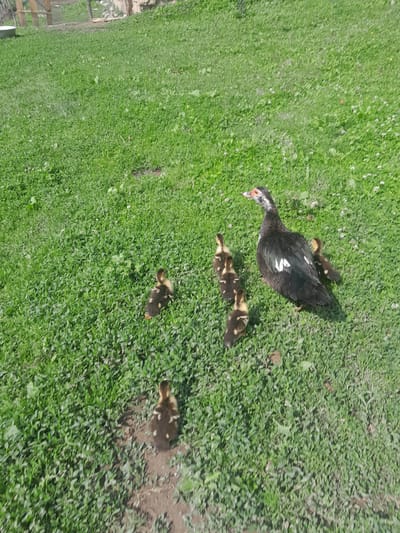 A Muscovy duck with black and white plumage, and a red caruncle around its eye and beak, stands on a grassy field. It is surrounded by five ducklings. The ducklings are downy and have brown and yellow markings. They are scattered around the adult duck. The environment is a sunlit grassy area with some patches of bare earth visible. In the background, there is a wooden fence and some vegetation. The scene appears to be in a rural or semi-rural setting, possibly a farm or backyard in the village of Жай-Терек, Kyrgyzstan.