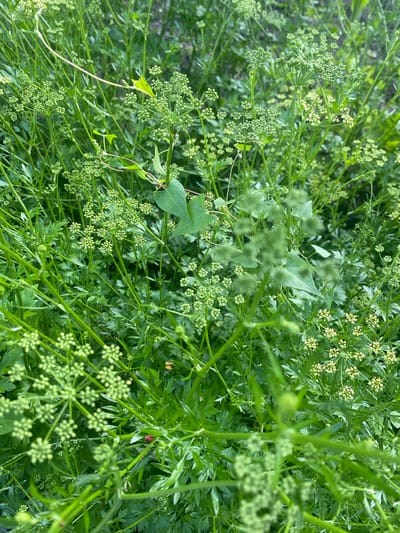 This media file is a close-up, vertical shot of a dense patch of greenery, primarily consisting of plants with small, clustered, light green flower buds and feathery leaves. The overall impression is one of lush, abundant vegetation. The lighting suggests it is daytime, likely outdoors in natural light. There are no people or discernible objects other than the plants themselves.

The composition is dominated by the intricate patterns of the plant stems and flower clusters. Some of the flower clusters are in a more developed, somewhat star-shaped form with tiny white or pale yellow blossoms, while others are tightly packed buds. The leaves are finely divided and feathery, creating a soft, textured background.

There's a vine with heart-shaped leaves weaving through the greenery, adding a different texture and shape. A few strands of the vine are thin and tendril-like, some appearing to curl. In one of the cropped views, a small red ladybug is visible on a green stem, indicating insect life within this plant environment.

The image does not contain any visible text. The scene depicts a natural, overgrown area, possibly a garden, meadow, or wild patch. The focus is on the botanical details and the dense, verdant growth. The location context provided is Vălcineț, Moldova, which suggests this is a scene from that geographical area. The overall mood conveyed is one of natural growth and vitality.