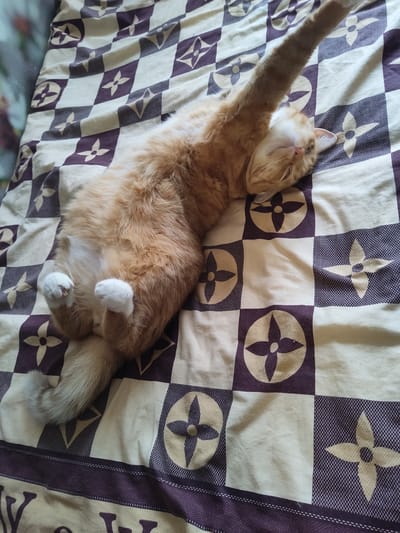 An orange cat with white paws is lying on its back on a bed with a patterned comforter. The comforter has a repeating pattern of light brown and dark purple squares, each containing a stylized four-petaled flower. The cat's eyes are closed, and its left front paw is raised in the air. Its body is stretched out on the comforter. The scene is indoors, likely in a bedroom. The image does not contain any information that would allow for a determination of its location in the city of Rezekne, Latvia.