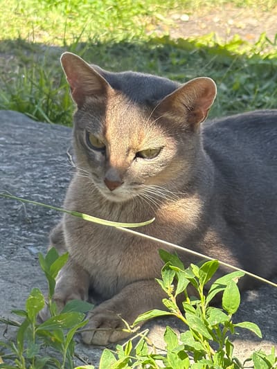 The image shows a close-up, high-angle view of a gray cat lying on a stone surface amidst grass and green foliage. The cat is facing towards the left side of the frame, with its head tilted slightly upwards. Its eyes are a striking green color, and its whiskers are long and white. Sunlight highlights parts of its fur, casting shadows and creating a sense of depth. The cat's ears are large and pointed, with some reddish-brown markings on the inner surfaces.
The background consists of green grass and the textured gray surface of what appears to be a large rock or concrete slab. To the right of the cat, a sprig of green leaves with small, delicate veins is visible, some of which are illuminated by the sun. The lighting suggests it is daytime, likely late afternoon or early morning, given the warm tones and the angle of the shadows. The overall mood is peaceful and natural, capturing a moment of repose for the animal in an outdoor setting. No text is visible in the image. The location context is identified as Petryakasy, Russia.