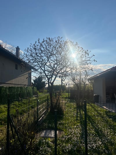 The image depicts a sunlit scene in Smederevska Palanka Municipality, Serbia. A leafless tree stands centrally, with the sun positioned behind it, creating a lens flare effect. The tree's branches are in silhouette against a bright blue sky. In the background, blurred green fields stretch towards the horizon. To the left and right, the edges of residential buildings are visible. A wire fence runs across the midground, partially obscuring a grassy area with scattered white flowers. The image is rotated clockwise by approximately 90 degrees.