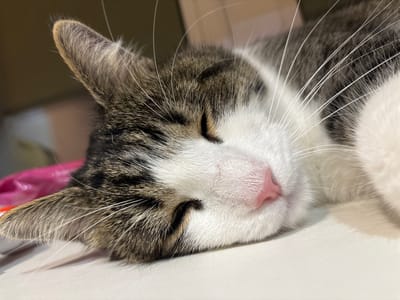 A close-up, eye-level shot shows a tabby and white cat sleeping on a white surface. The cat is curled on its side, with its head resting on its paws. Its eyes are closed, and its pink nose is visible. The cat's fur is a mix of brown, black, and white, with distinct tabby markings on its ears and face. The background is out of focus, but appears to be indoors. There is no identifiable information about the location in Капыльскі сельскі Савет, Belarus.