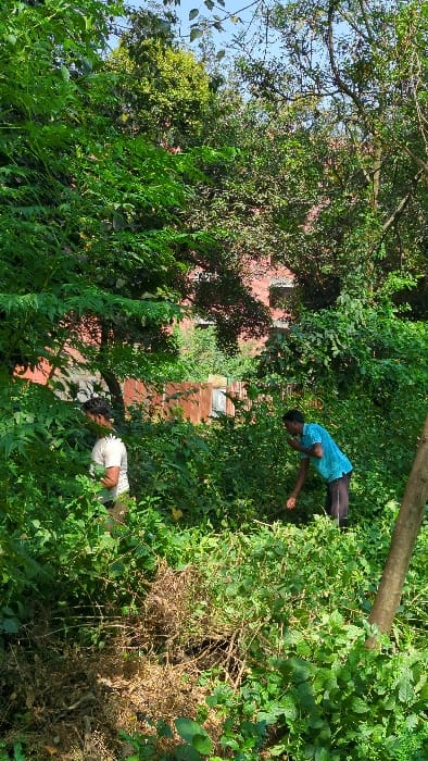 The image depicts an outdoor scene in Savar, Bangladesh, characterized by dense, overgrown vegetation under bright daylight.
Two adult males are present amidst the foliage. The male on the left, partially obscured by green leaves, wears a light-colored t-shirt. The male on the right, positioned deeper within the vegetation, wears a light blue patterned short-sleeved shirt and dark pants, and is bent forward, appearing to interact with the ground or lower plants.
The environment consists predominantly of lush green foliage, including various types of shrubs and trees. A patch of dried, brown plant matter is visible in the lower central foreground. In the background, behind the dense vegetation, a multi-story building constructed of red-orange brick is partially visible. To the left of the building, a section of a rusty corrugated metal fence or wall is also discernible. A light-colored tree trunk stands vertically on the far right edge of the frame. Above the treeline, a clear blue sky is visible.