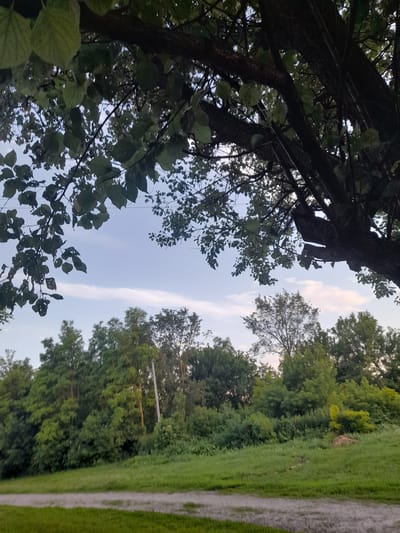 The image depicts a serene outdoor scene with a focus on nature. In the foreground, a gravel path runs horizontally across the bottom of the frame, bordered by lush green grass on either side. The path appears to be well-maintained, suggesting it's a frequently used route. Beyond the path, a gently sloping grassy hill rises towards a dense line of trees that forms the backdrop. The trees are a mix of deciduous and coniferous varieties, with vibrant green foliage indicating a healthy ecosystem. The canopy of a large, mature tree dominates the upper portion of the image, its dark branches and leaves creating a dramatic contrast against the pale blue sky. The sky itself is mostly clear, with a few wispy clouds scattered across it, suggesting it might be late afternoon or early evening. The overall impression is one of tranquility and natural beauty. While no people are visible in the image, the presence of a path implies human activity in the area, possibly for recreation or as a thoroughfare. The environment is characteristic of the Ukrainian countryside, with its rolling hills and abundant greenery. The location in Kliushnykivka, Ukraine, further grounds the image within a specific geographical context, suggesting a rural or semi-rural setting.